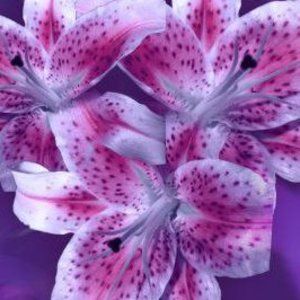 Meet your Posher, Deborah